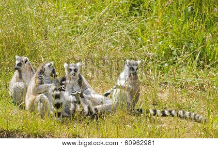 family of Ring-tailed Lemur's basking in the sun