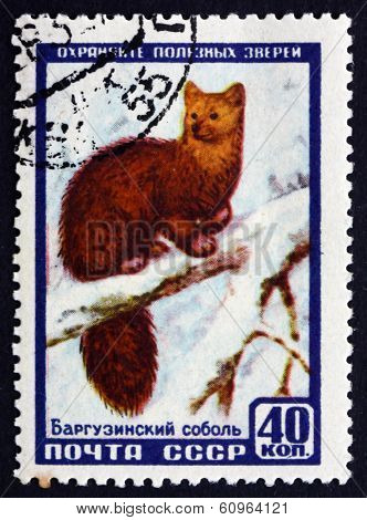 Postage Stamp Russia 1957 Sable, Animal