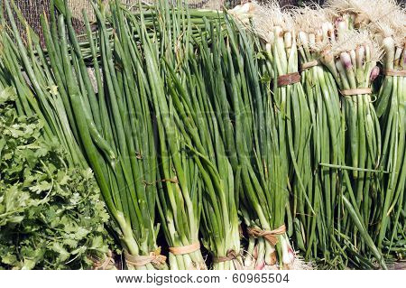 Fresh green onion