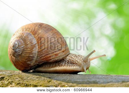 Garden snail (Helix aspersa)