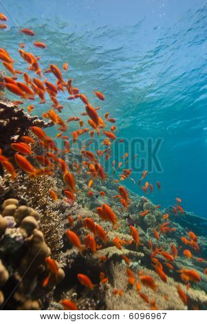 Una scuola di Lyretail Anthias (pseudanthias Squamipinnis) oltre A barriera corallina