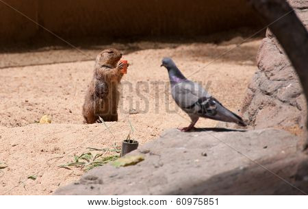 gopher eats