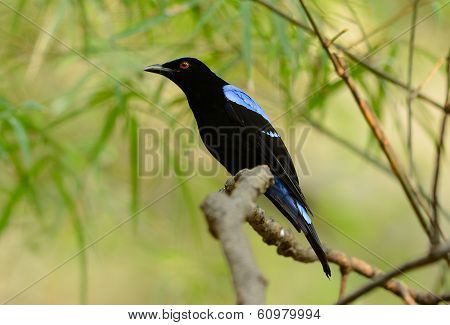 Male Asian Fairy Bluebird (irena Puella)