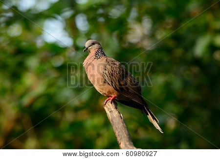 Spotted Dove