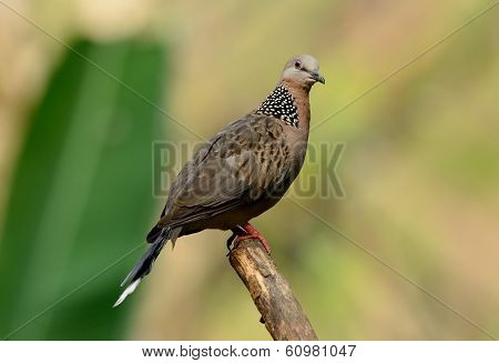 Spotted Dove