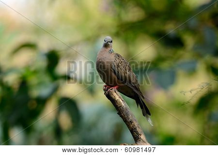 Spotted Dove