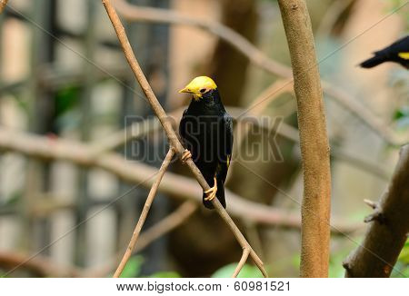 Male Golden-crested Myna (ampeliceps Coronatus)