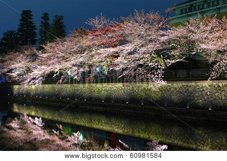 Biwa lake canal with sakura tree at night