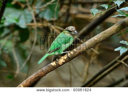 Green-eared Barbet