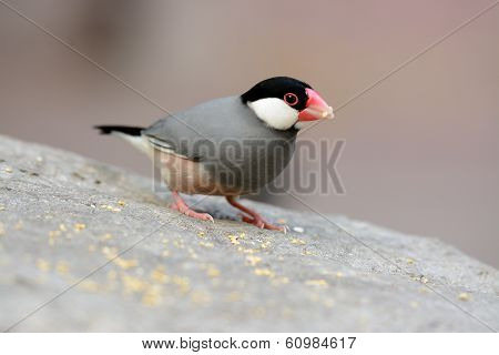 Java Sparrow (lonchura Oryzivora)