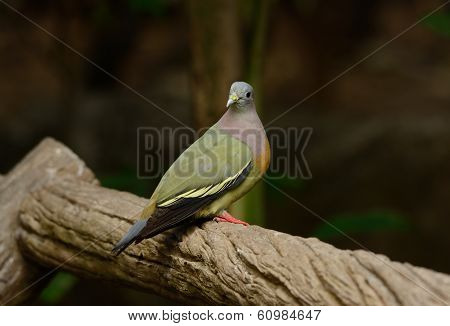 Male Pink-necked Green-pigeon (treron Vernans)