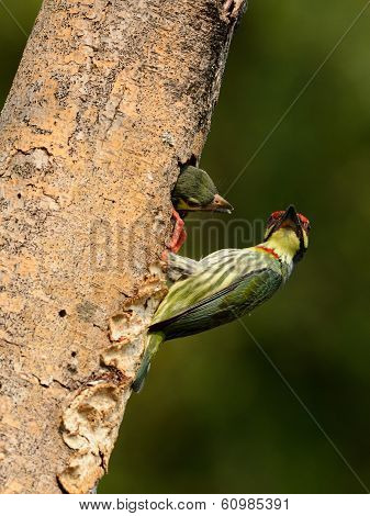 Coppersmith Barbet
