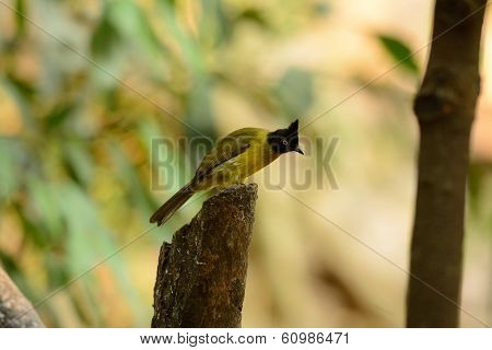 Black-crested Bulbul