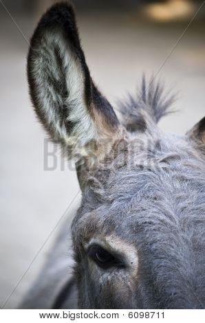 Part of a Donkey Head