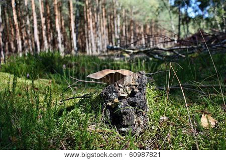 Parasite Mushroom