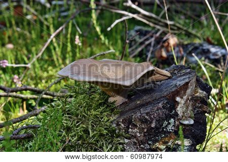 Mushroom Parasite