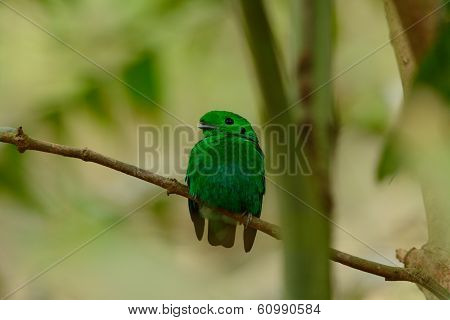 Male Green Broadbill (calyptomena Viridis)