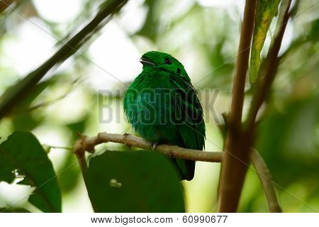 Male Green Broadbill (calyptomena Viridis)