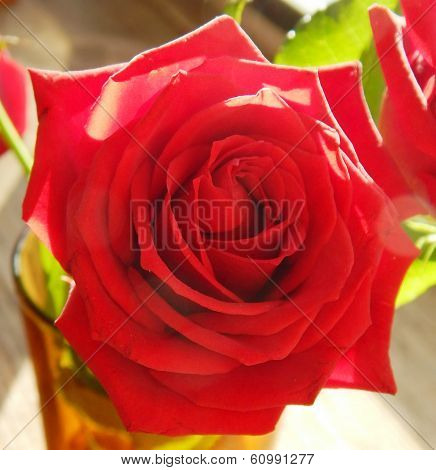 Beautiful flower - a big red rose, the symbol of love, with its petals closeup