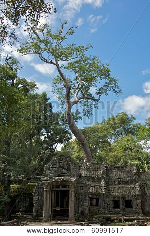 Ta Prohm in Cambodia