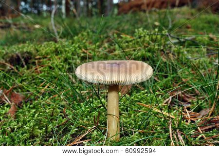 Amanita Fulva Mushroom