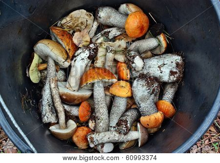 Mushrooms