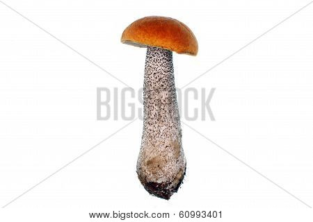 Mushroom Leccinum Versipelle