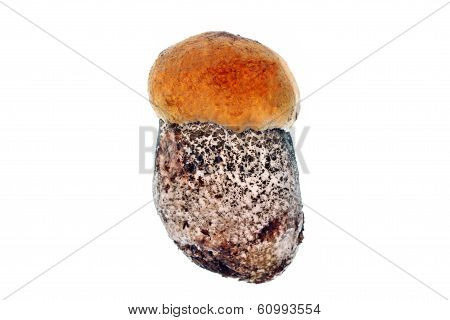 Young Mushroom Leccinum Versipelle