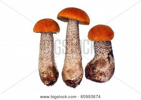 Mushroom Leccinum Versipelle