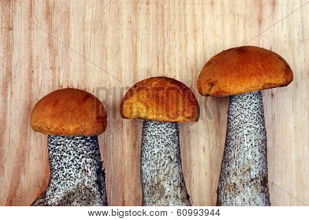 Mushroom Leccinum Versipelle