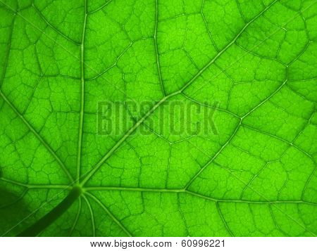 nasturtium leaf, detailed