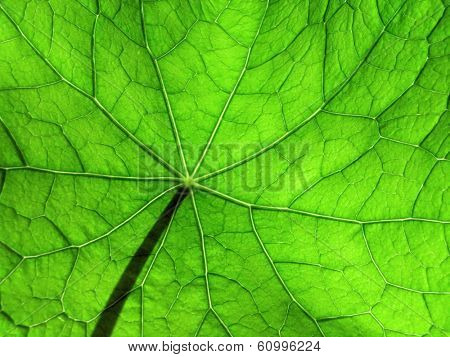 nasturtium leaf, detailed