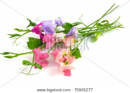 Sweet Peas Multicolor Flowers
