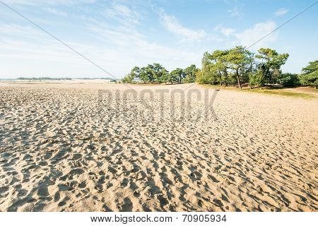 Large Sandy Nature Reserve Early In The Morning