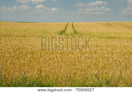 Field And Sky