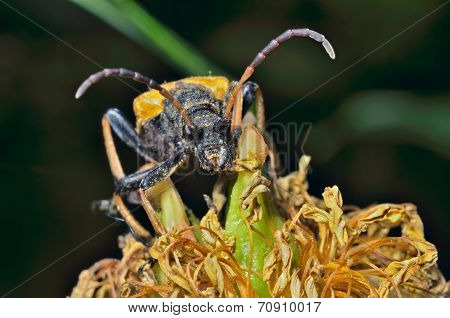 Caprocorn Beetle (brachyta Bifasciata)