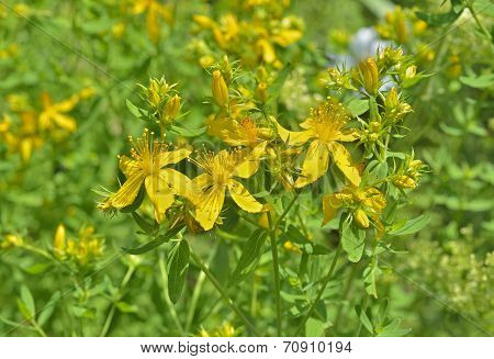 Medicinal Herb Hypericum