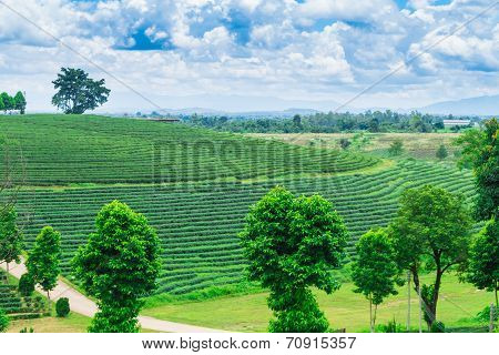 Tea Plantation Against Blue Sky, Green Leave