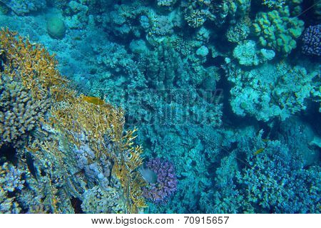 coral reef