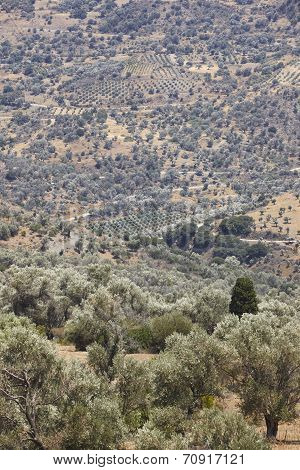 Amari Valley In Crete With Trees And Road. Greece