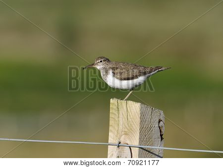 Common Sandpiper
