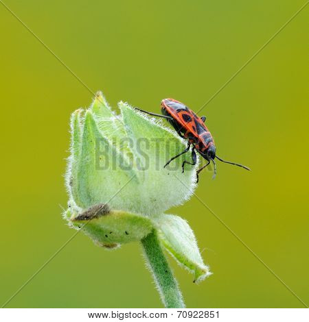 Red And Black Firebug On The Bud