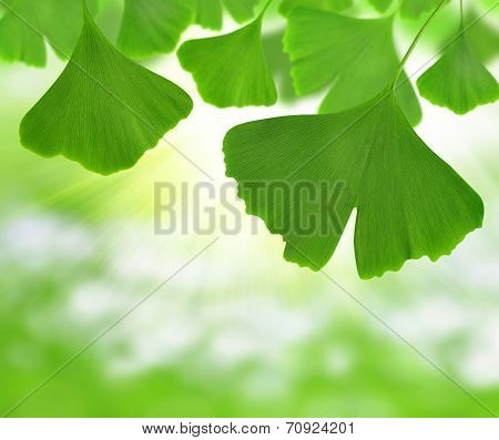 ginkgo biloba leaves