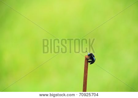 Valley carpenter bee on the iron rod