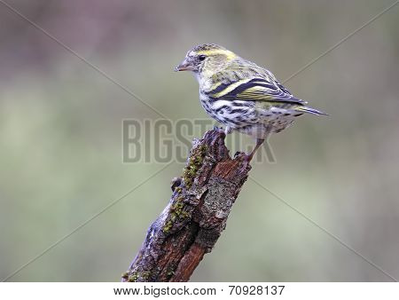 Goldfinch