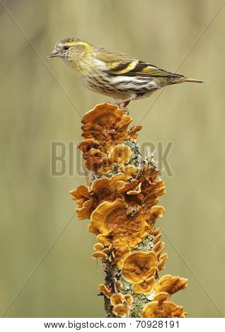 Goldfinch