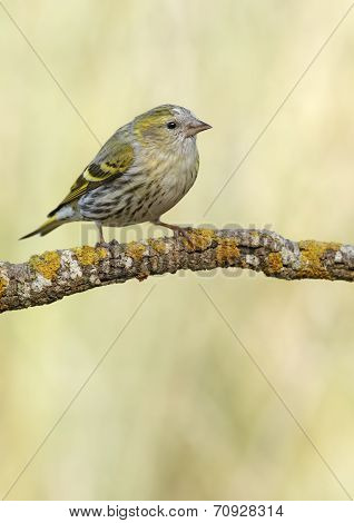 Goldfinch