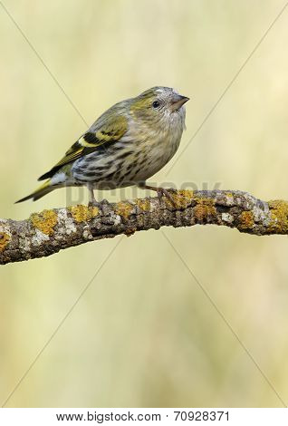 Goldfinch