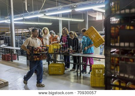 Women Working At The Factory Of Agricultural Cooperative Of Naoussa Greece. The Famous 