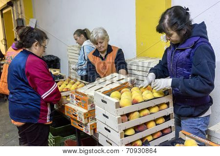 Women Working At The Factory Of Agricultural Cooperative Of Naoussa Greece. The Famous 